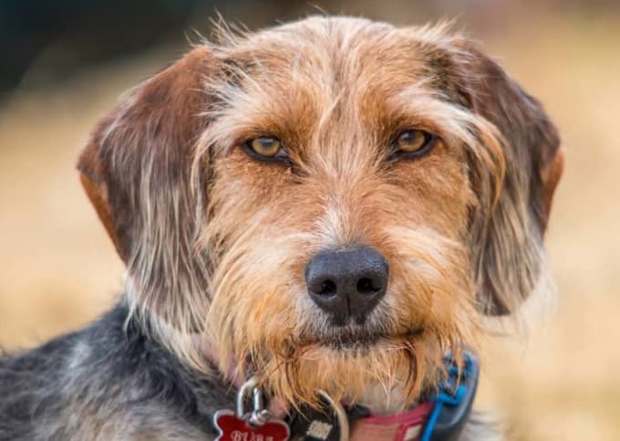 V sumljivih okoliščinah je izginil pes: Izklopljen ima GPS sledilec, od tedaj smo izgubili vse sledi