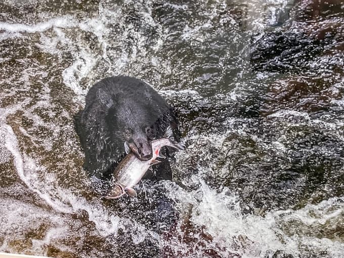 Lov - iz serije fotografij Janeza Žaliga na razstavi v Grošljevi galeriji na Prevaljah.