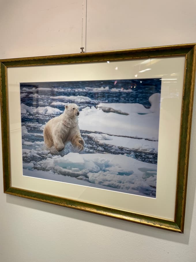 Beli medved rad plava in lovi, a poletje se podaljšuje, kar pomeni, da mu zmanjka hrane.