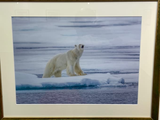 Na Norveškem so bele medvede popolnoma zaščitili, v Kanadi pa jih še vedno streljajo za hobi.