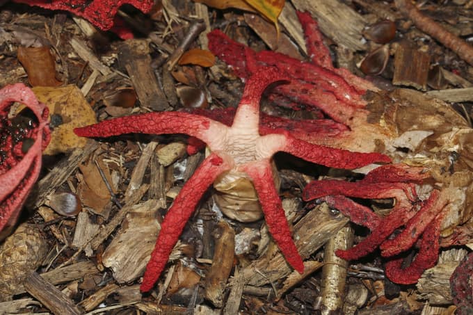 Lovkasta mrežnica ali veliki lovkar