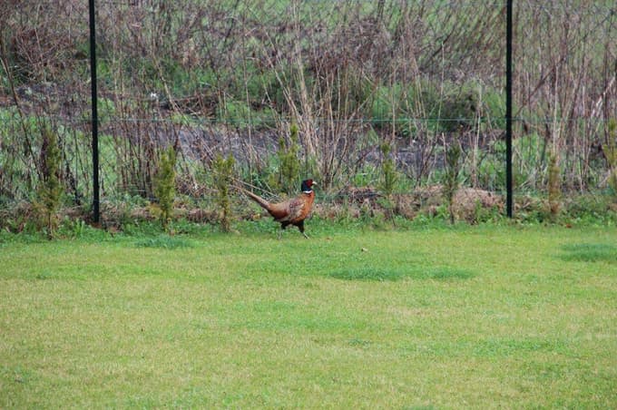Hrup vznemirja prostoživeče živali.