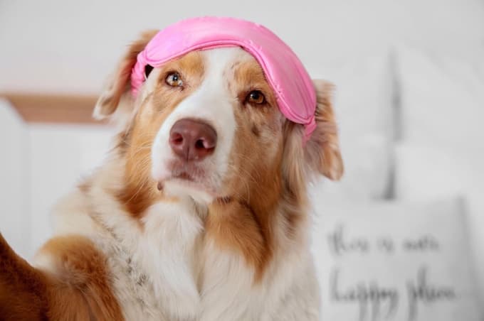 Preveč radovedni taček: Ali bi morali psa med spolnostjo poslati iz spalnice?