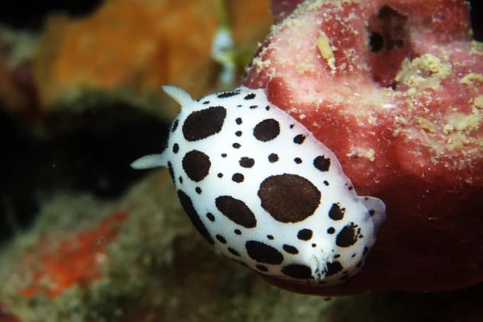 Polž Peltodoris atrimaculata ima vzorec psov dalmatincev.
