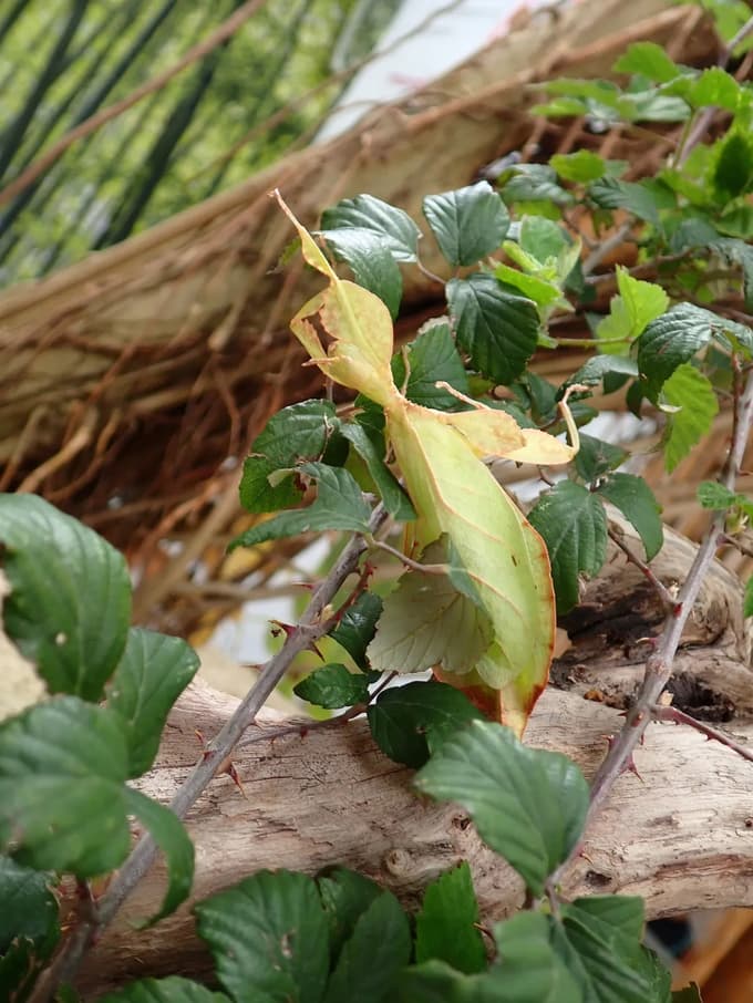 Živi list mojstrsko oponaša prave liste.