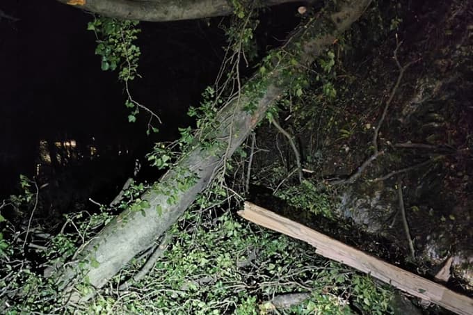 (FOTO) Na cesto padli drevesi v trenutku, ko je mimo peljalo osebno vozilo