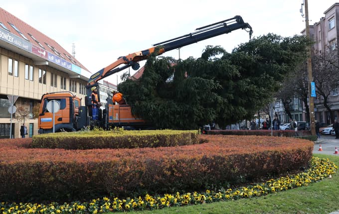 (FOTO) Glavni trg v Mariboru letos krasi podarjena smreka iz Peker