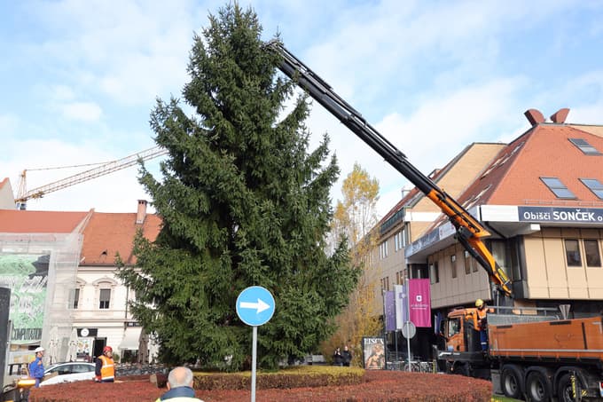 (FOTO) Glavni trg v Mariboru letos krasi podarjena smreka iz Peker