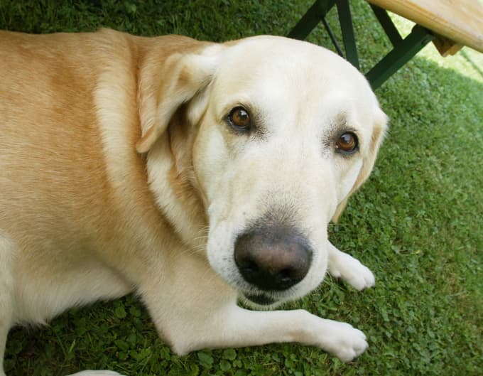 Strokovnjak za pasje vedenje izpostavil tri pasme, ki bi se jim morale družine z otroki izogibati