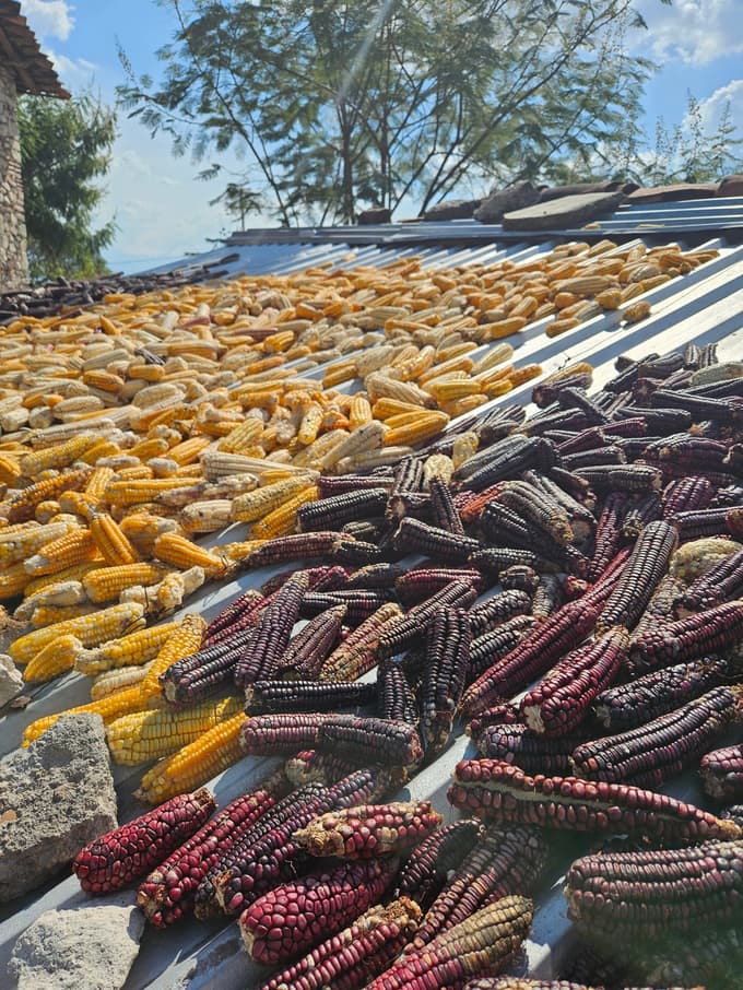 Sušenje koruze na strehah