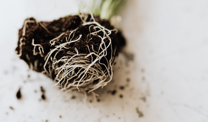 Sadike pozimi: nasveti in priprava