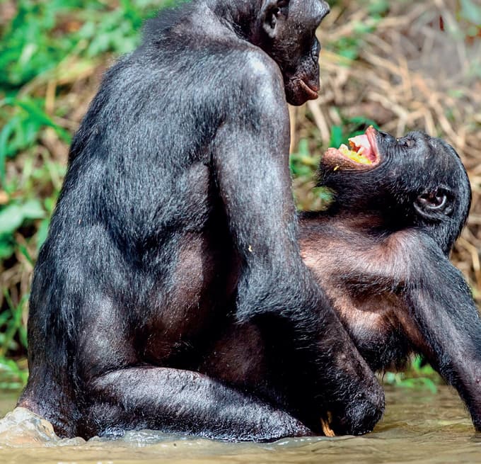 Pri sesalcih je penis lahko okrepljen s kostjo - bakulumom. Najdemo ga denimo pri psih, šimpanzih in mrožih.