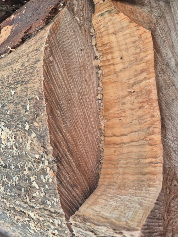 Rebrasti gorski javor, ki je dosegel najvišjo vrednost na dražbi