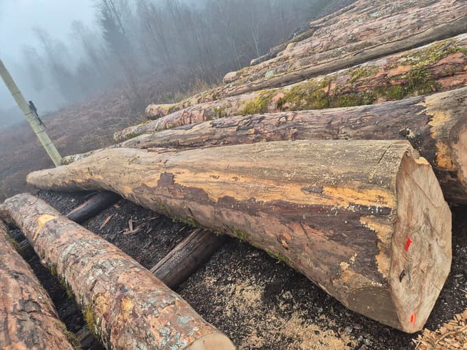 Rebrasti gorski javor, ki je dosegel najvišjo vrednost na dražbi