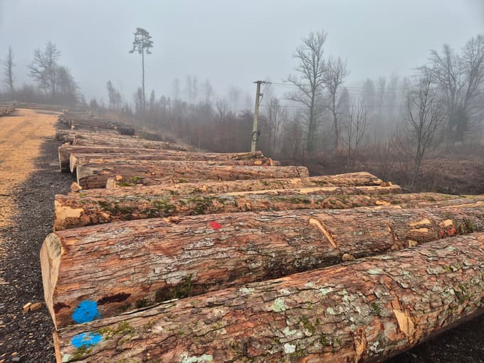 Hlodovina, ki je bila na prodaj na dražbi v Kočevski Reki.
