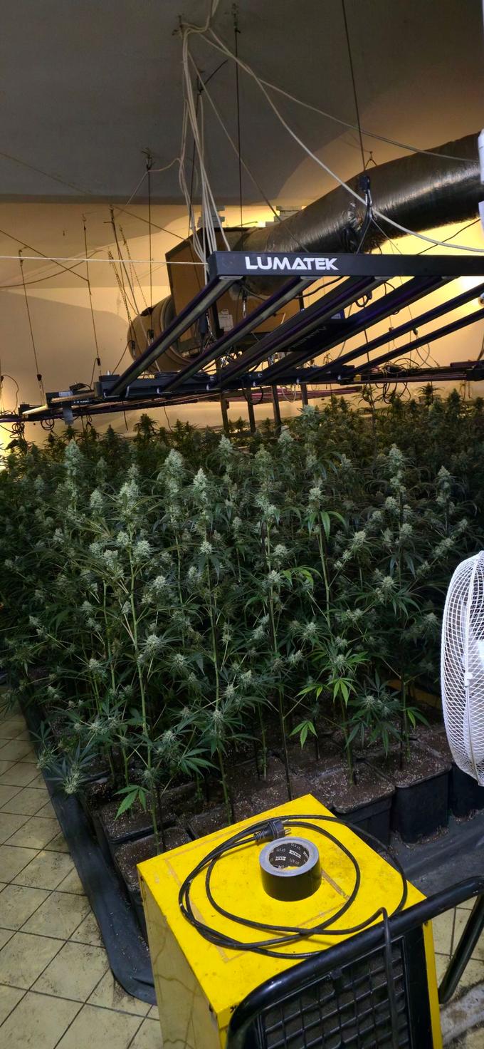 PU Ljubljana, droga, konoplja