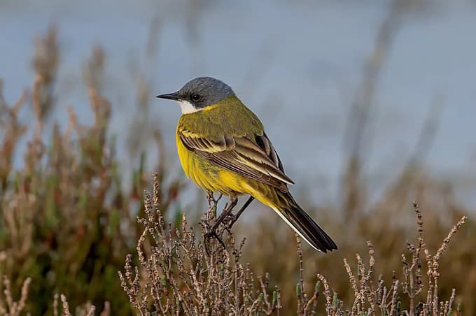 Rumena pastirica gnezdi v slovenskih obrežnih mokriščih.