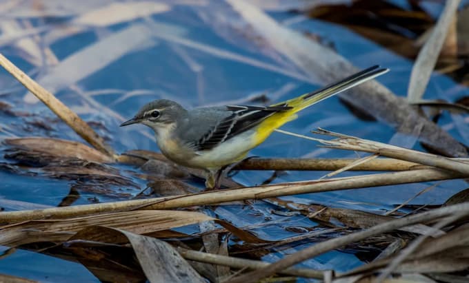 Siva pastirica se najraje zadržuje ob hitrih tekočih vodah.