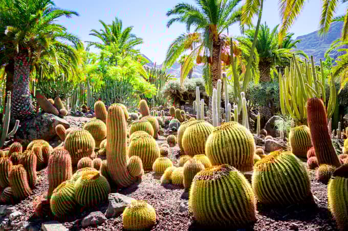 Na Gran Canarii raste več vrst kaktusov.