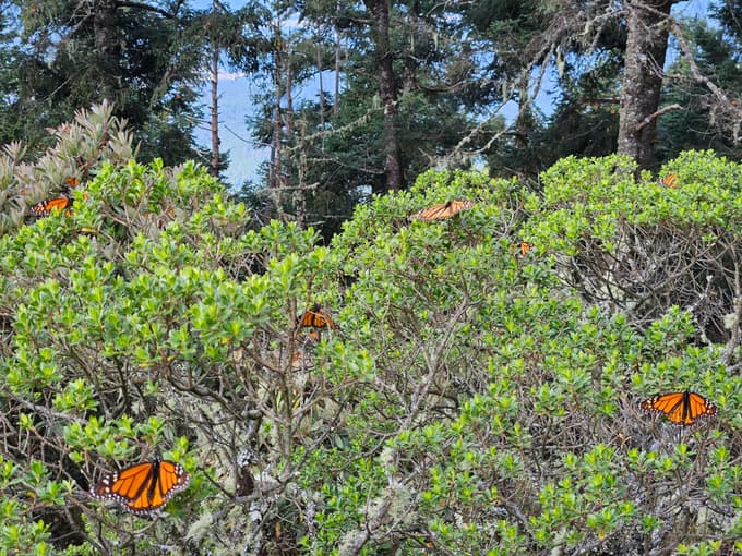 Obisk naravnega rezervata Monarh metuljev, ki vsako leto preletijo na tisoče kilometrov iz Kanade do Mehike.
