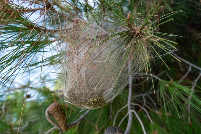 Savina Atai opozorila na žival, ki sprehajalce ogroža tudi Sloveniji: "Za pse je lahko smrtonosna"