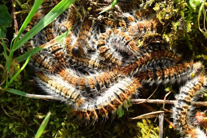 Savina Atai opozorila na žival, ki sprehajalce ogroža tudi Sloveniji: "Za pse je lahko smrtonosna"