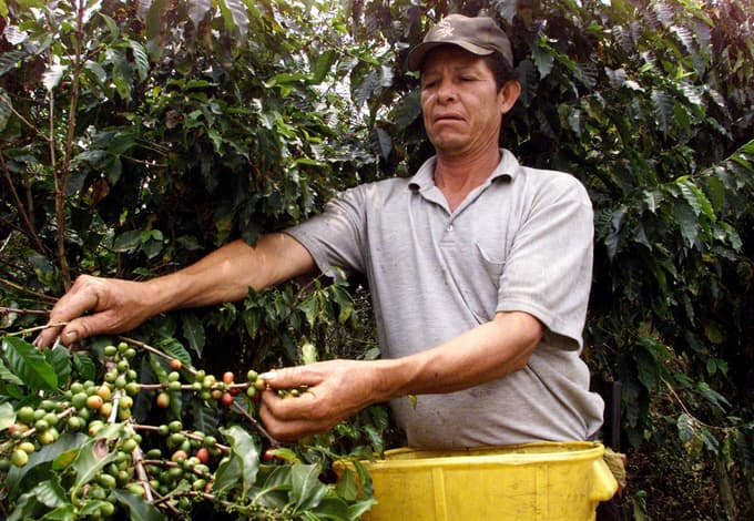 Kolumbija je dežela kave, saj velja za eno od največjih izvoznic zrn za pripravo te črne tekočine, brez katere si večina Zemljanov ne zna predstavljati življenja.