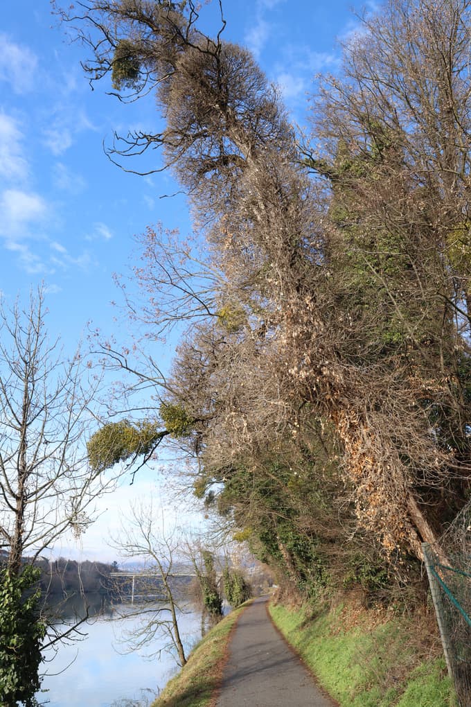 (FOTO) Posušena drevesa ob Dravi skrbijo sprehajalce