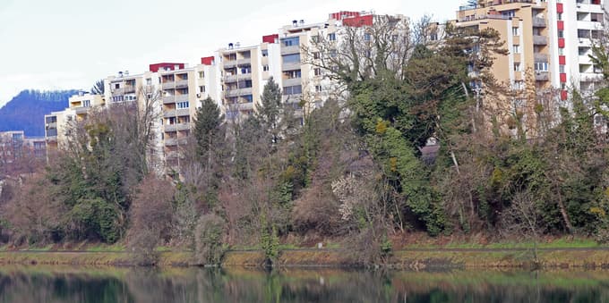 (FOTO) Posušena drevesa ob Dravi skrbijo sprehajalce