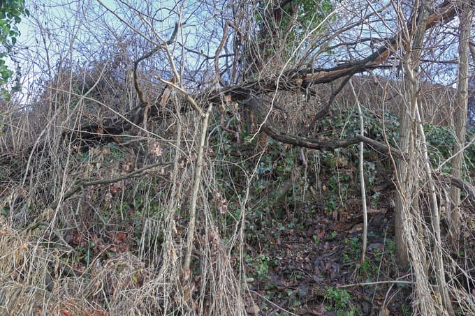 (FOTO) Posušena drevesa ob Dravi skrbijo sprehajalce