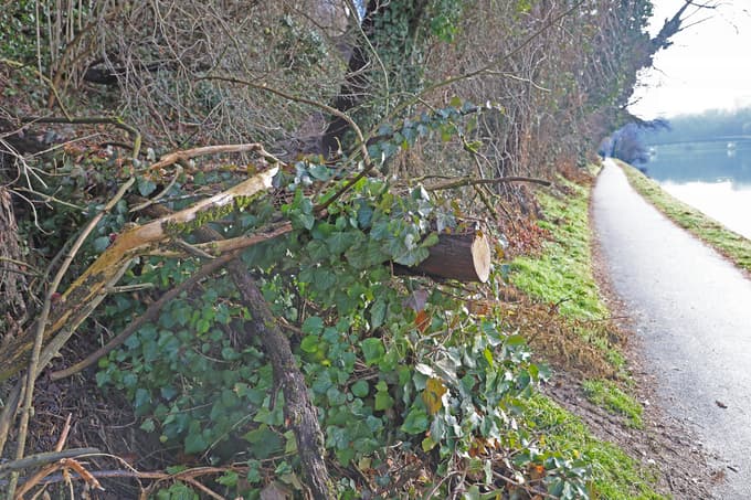 (FOTO) Posušena drevesa ob Dravi skrbijo sprehajalce