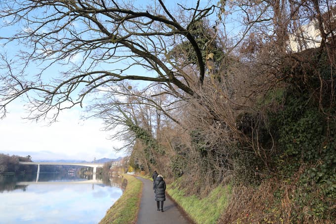 (FOTO) Posušena drevesa ob Dravi skrbijo sprehajalce