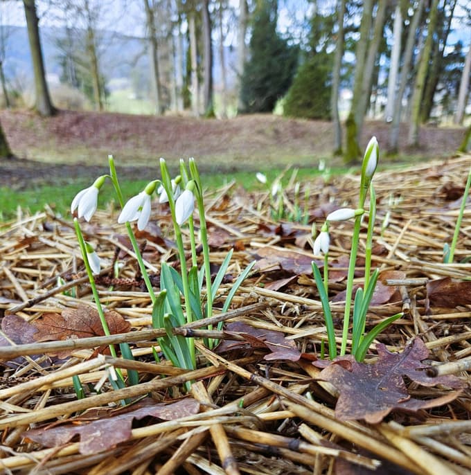 Prvi znanilci pomladi že kukajo iz tal: V botaničnem vrtu v Pivoli so zacveteli zvončki
