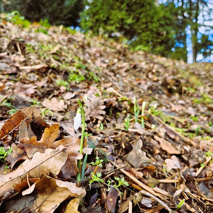 Prvi znanilci pomladi že kukajo iz tal: V botaničnem vrtu v Pivoli so zacveteli zvončki