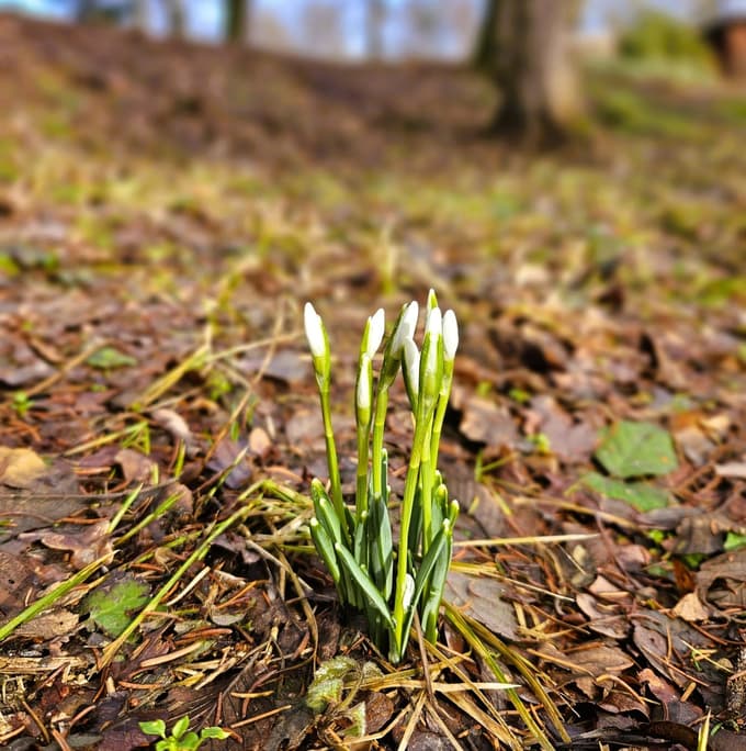 Prvi znanilci pomladi že kukajo iz tal: V botaničnem vrtu v Pivoli so zacveteli zvončki