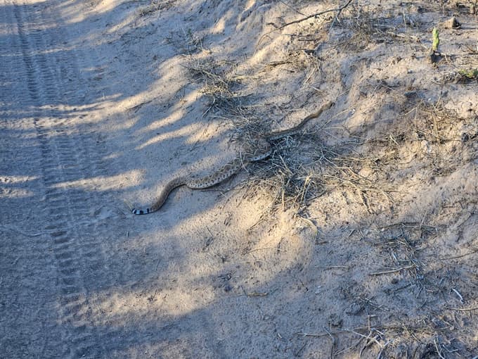 Strupena kača klopotača nama je prečkala pot.