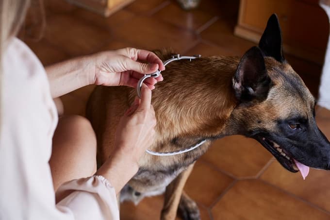 Klopi, bolhe in peščene muhe: kako učinkovito zaščititi psa ali mačko