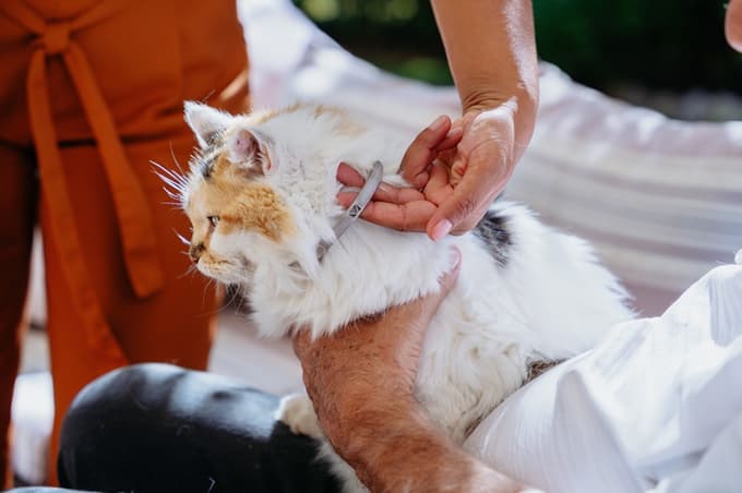 Klopi, bolhe in peščene muhe: kako učinkovito zaščititi psa ali mačko