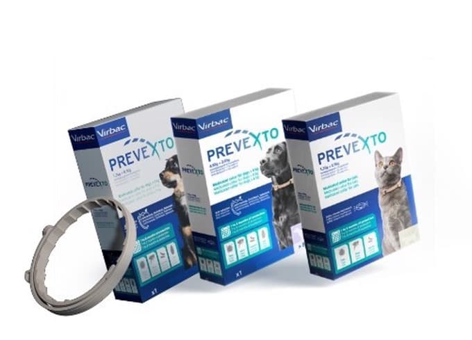 Klopi, bolhe in peščene muhe: kako učinkovito zaščititi psa ali mačko