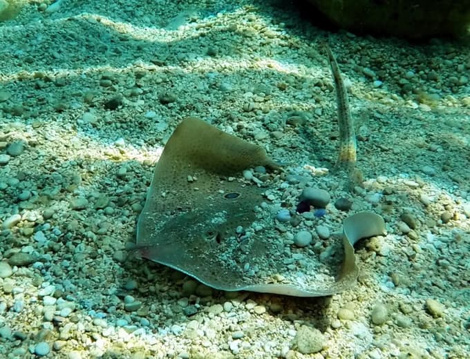 Modropega raža, ki jo spoznamo po dveh modrih "lažnih očesih", je manj pogosta vrsta raž pri nas.