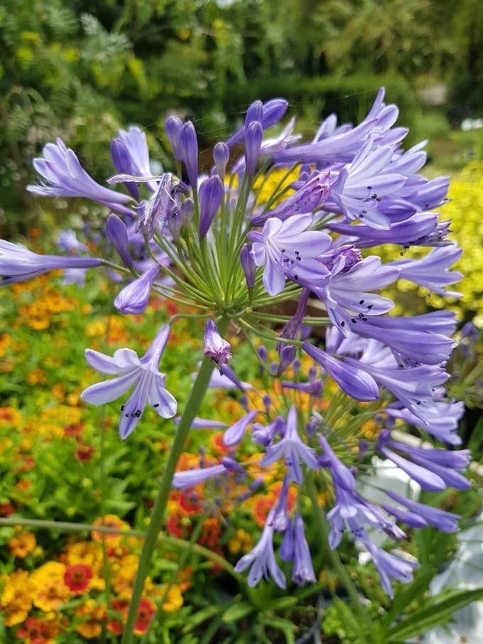 Med bolj priljubljenimi posodavkami je agapant. Nekatere sorte so znane, da bolje prezimijo kot druge, a če bo šlo tako naprej, jih bomo večino lahko sadili tudi na prosto.