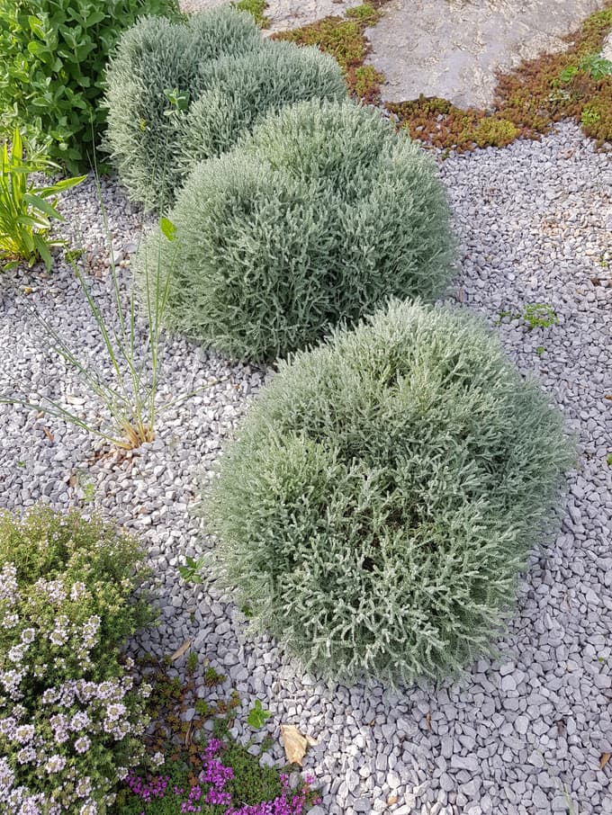 Nemški rožmarin je tudi tipična sredozemska rastlina, a dobro prezimi in jo uporabljamo po celi državi že dolgo časa.