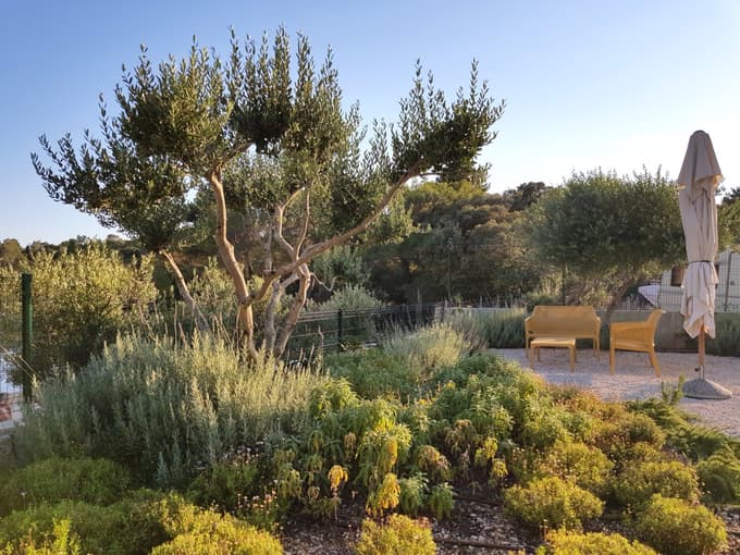 Tudi oljka se vse bolj bliža preživetju v krajih, kjer so o njej do sedaj le sanjali.