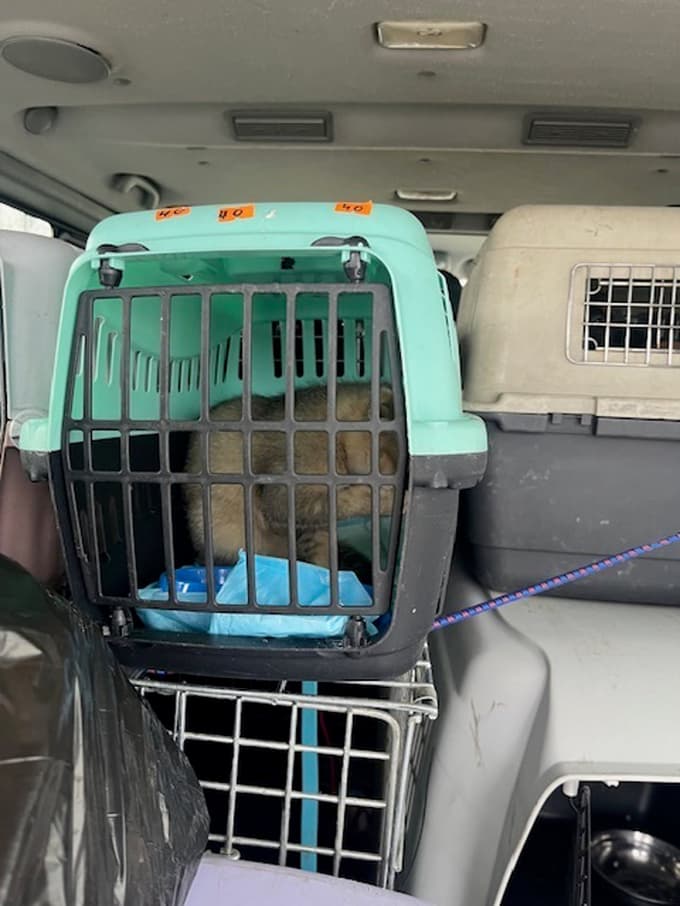 (FOTO) Ukrajincu, ki se je pripeljal v Slovenijo, odvzeli 12 psov in 7 mačk