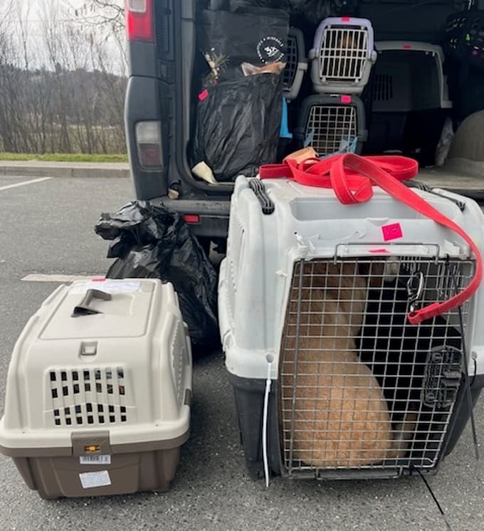 Transportne kletke so bile naložene v tovornem delu vozila.