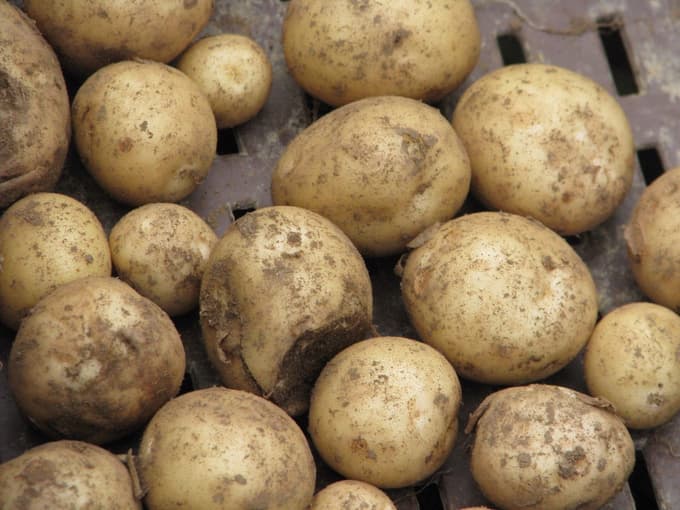 KIS Kokra je odporna sorta krompirja.