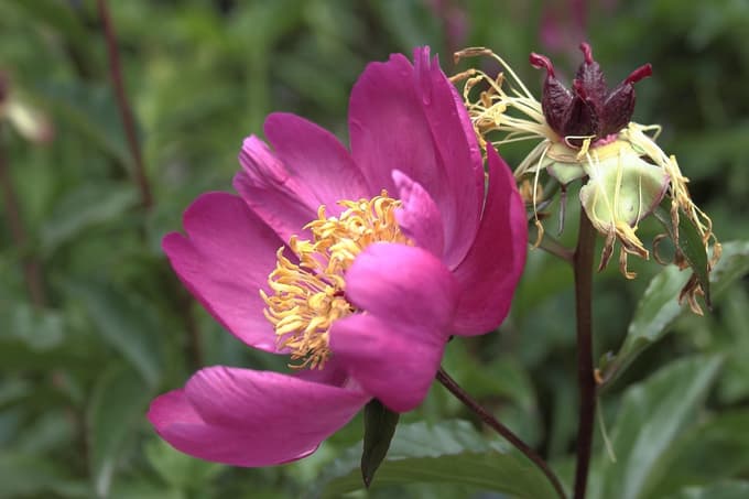 Če nismo velik navdušenec nad zahtevnimi nalogami, potem pozabimo na setev potonik, saj lahko seme klije tudi po več let.