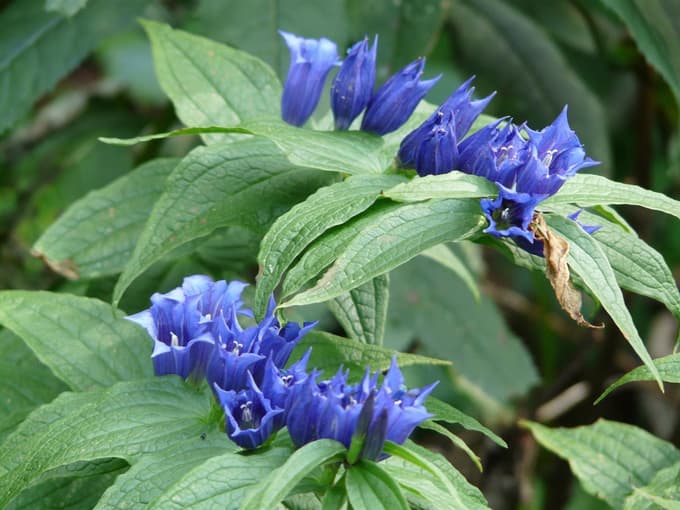 Rod sviščev je eden takih, ki premore tako vrste, ki se jih dokaj lahko vzgoji iz semena, na primer Gentiana cruciata, kot tudi take, ki so velik izziv, na primer Gentiana acaulis.