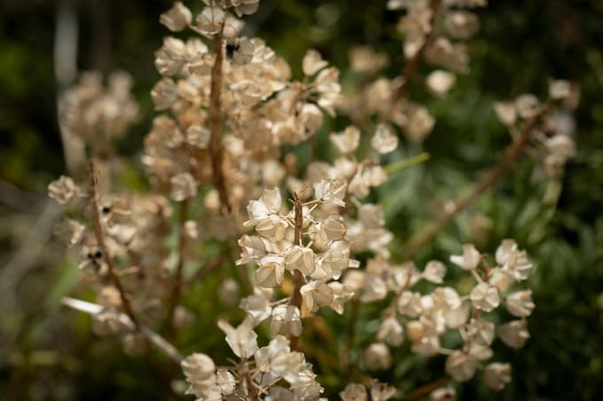 Semena pobiramo v suhem vremenu, pazimo pa, da nismo prepozni, saj se, kot na fotografiji pri grozdku, Muscari sp., ta lahko hitro vsujejo na prosto.
