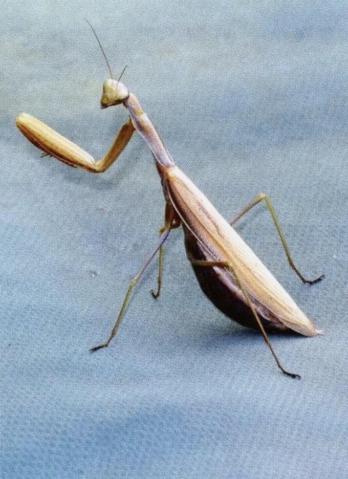 Samica bogomolke med parjenjem samcu odgrizne glavo, ki tudi brez nje nadaljuje parjenje, izvemo v poglavju Zakladnica travišč.